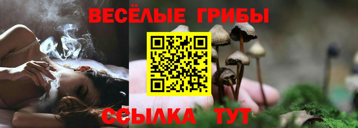 Псилоцибиновые грибы Psilocybe Солнечногорск